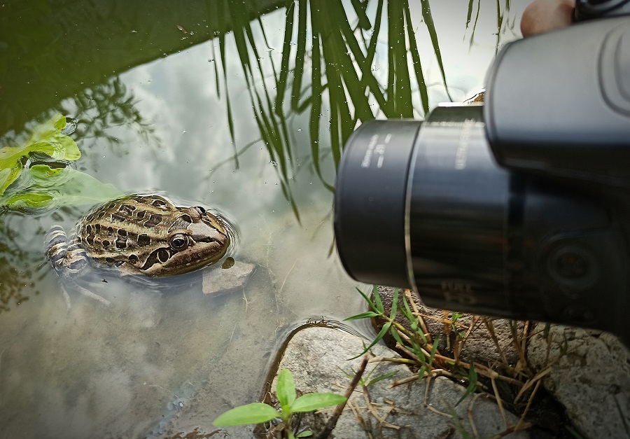 Como un documental de Nat Geo, pero en el patio de casa