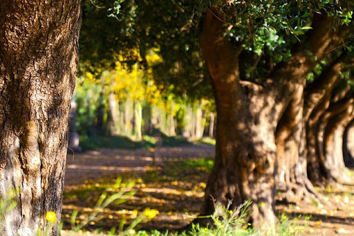 Dueño de exitosa bodega incursionará en Funes con un nuevo barrio cerrado