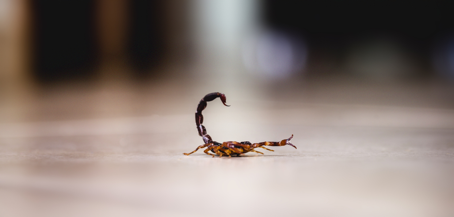 Alacranes y ola de calor: Una aliada inesperada para el control