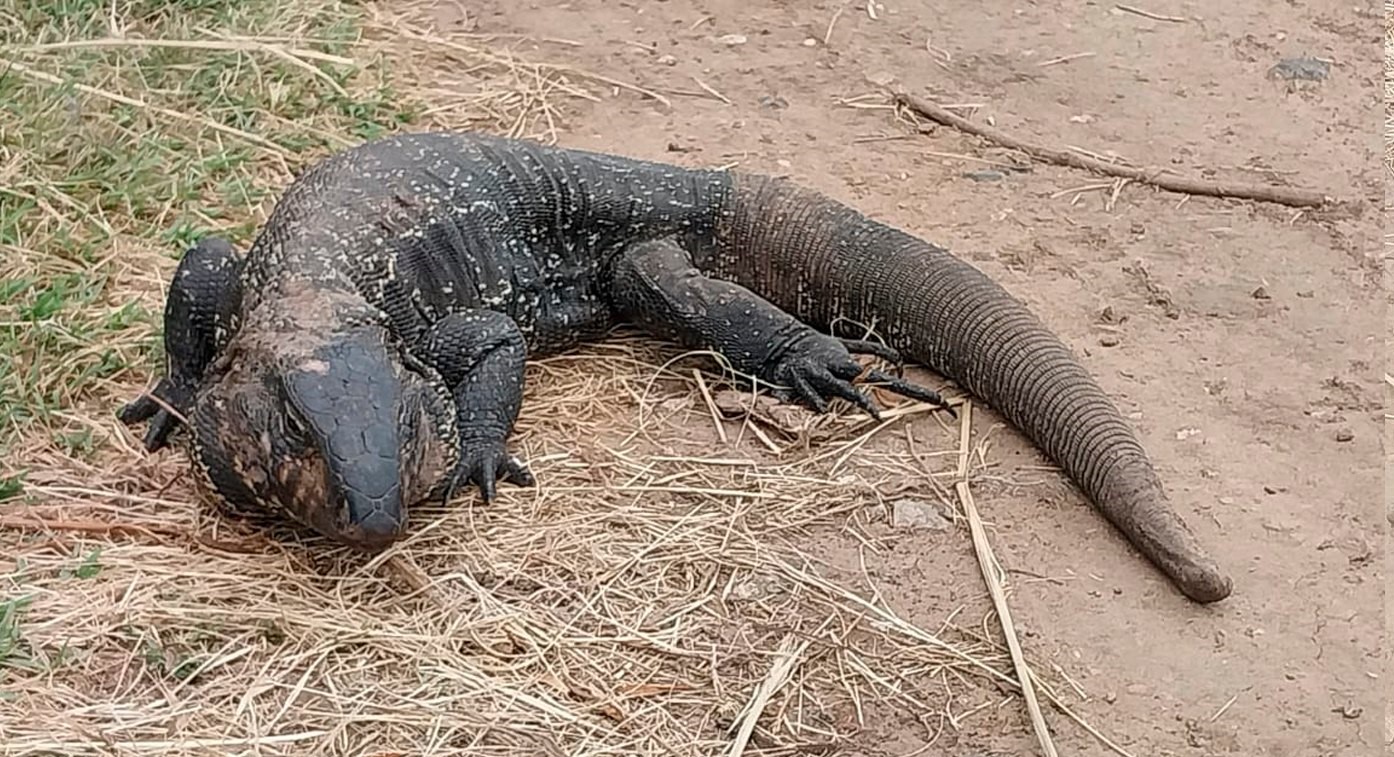 Extraña aparición en Funes: ¿es un lagarto o un cocodrilo? 