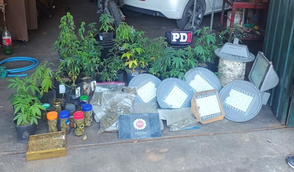 Usaban lámparas led del alumbrado público para su vivero de marihuana: cuatro aprehendidos