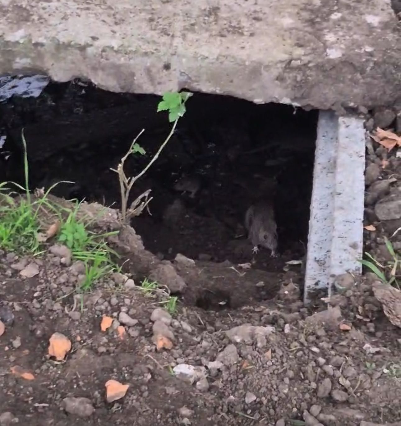 Ratas en la ruta de Funes: estupor en Córdoba al 1100 por la presencia de una familia de roedores