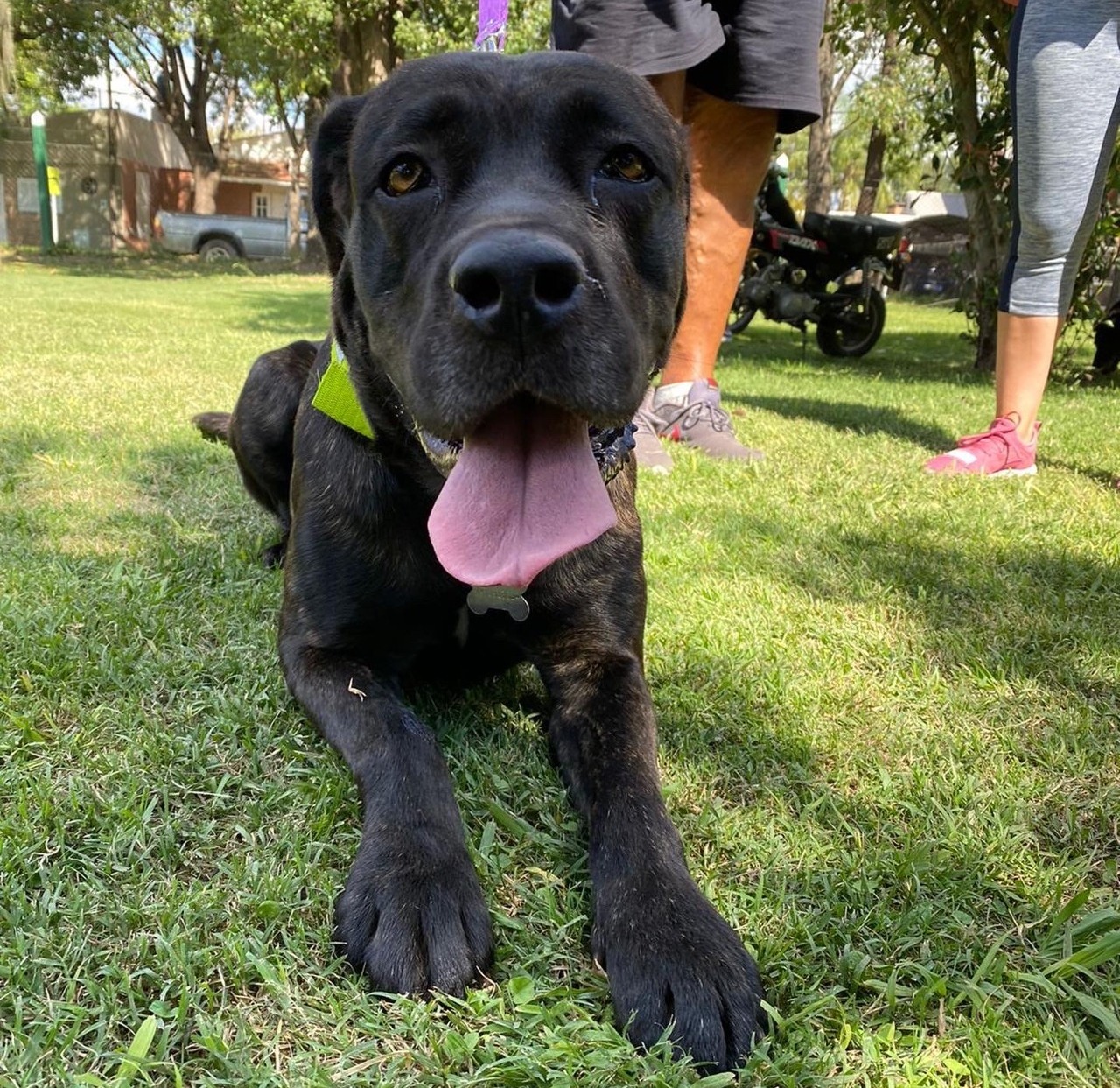 Atención perros y gatos: la Muni de Funes anunció la vacunación antirrábica gratuita para las mascotas