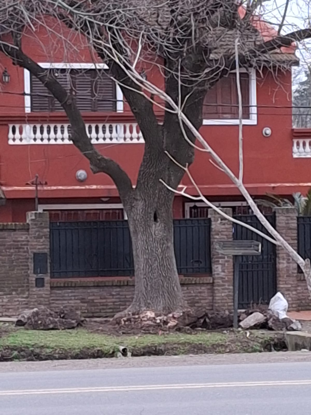Uno menos: un árbol centenario fue talado en Funes y generó tristeza entre los vecinos