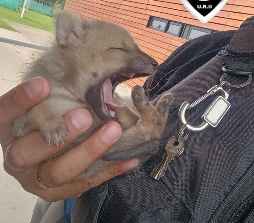 Rescataron a un pequeño zorrito recién nacido en Funes: el enternecedor operativo para devolverlo a su madre