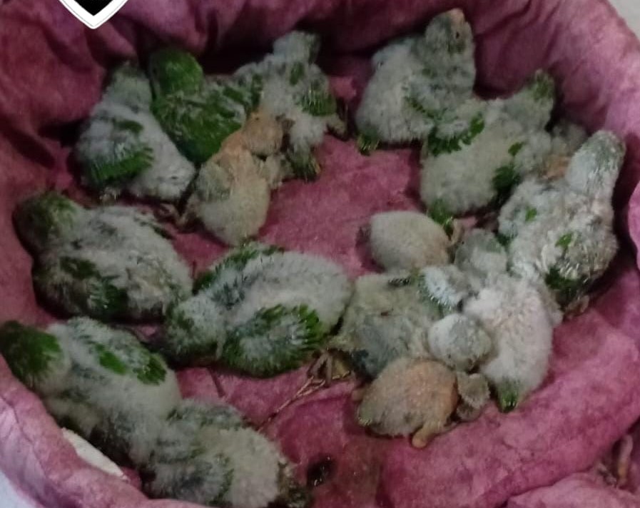 Hasta $50 millones y dos años de prisión: las penas que podrían enfrentar los traficantes de cotorras en Funes