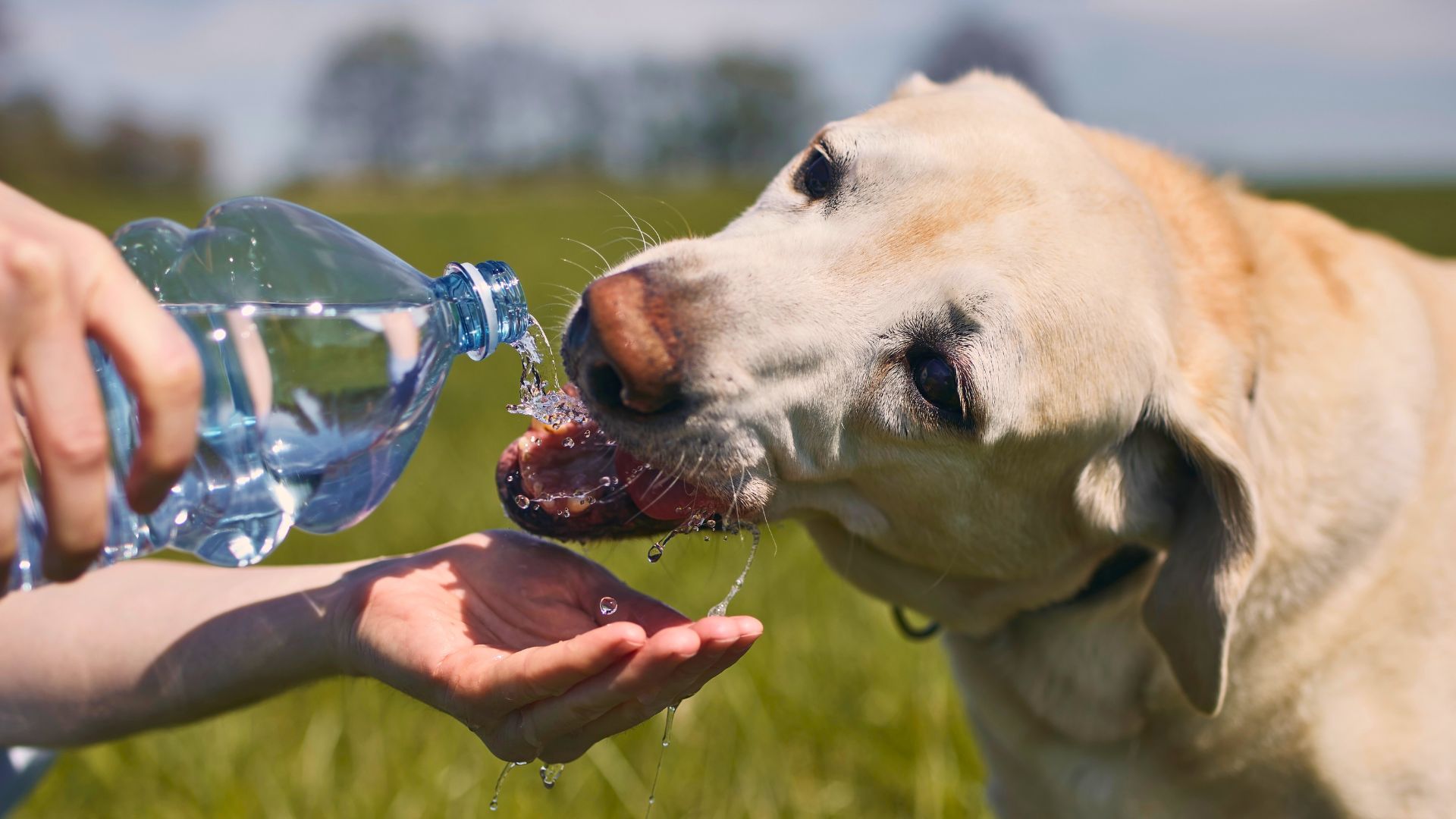 Agua fresca, sombra y paseos cortos: cómo proteger a las mascotas ante el golpe de calor que acecha a Funes 