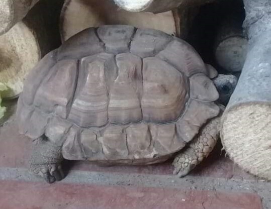 A un funense se le escapó la tortuga